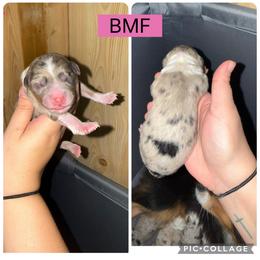 Harlow - Blue merle female Miniature Australian Shepherd puppy in Iota, Louisiana from Southern L Aussies