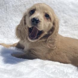 Dachshund Puppies from The Bossy Doxie Farm