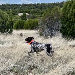 Nisha - German Shorthaired Pointer