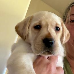 Sadie - Yellow female Labrador Retriever puppy in Ranchita, California from Pacific Crest Labradors