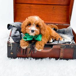 Stewart - Red male Cavapoo puppy in North Carolina from NC Doodle Puppies