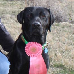 rebel - Labrador Retriever