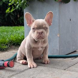 Guapo - Liver male French Bulldog puppy in Battle Ground, Washington from Ferguson's Bulldogs