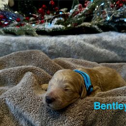 Bentley - Apricot male Goldendoodle puppy in Sanderson, Florida from Serenity Goldendoodles