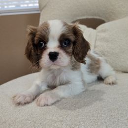 Sebastian SPECIAL NEEDS - Blenheim male Cavalier King Charles Spaniel puppy in Wildomar, California from Enchanted Rose Cavaliers