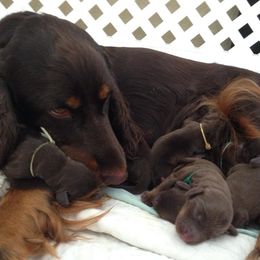 Field Spaniel Puppies from Blue Sky Field Spaniels