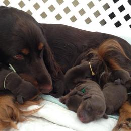Field Spaniel Puppies from Blue Sky Field Spaniels