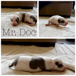 Me. Doc - White and blue male Italian Greyhound puppy in Texas from Italian Greyhounds of Frisco