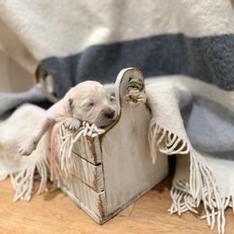 Pastel Pink - Light golden female Golden Retriever puppy in Brewster, Washington from AB & Co. Goldens