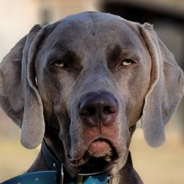 Remi - Weimaraner