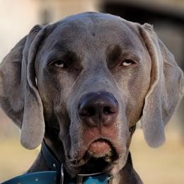 Remi - Weimaraner