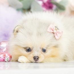 Daisy- AKC Blue & Tan Merle - Blue merle female Pomeranian puppy in Santa Rosa, California from Cute California Poms
