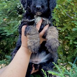 Aussiedoodle Puppies from Redwood Aussiedoodles