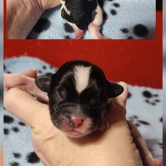 Specks - Black and white male Shichon puppy in Imperial, Missouri from Shichon Teddybear  puppies of Miss