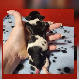 Specks - Black and white male Shichon puppy in Imperial, Missouri from Shichon Teddybear  puppies of Miss