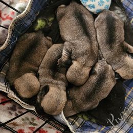Pug Puppies from Pugs513