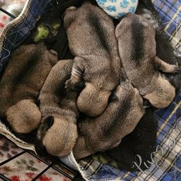 Pug Puppies from Pugs513