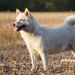 Mochi - Shiba Inu