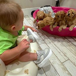 Goldendoodle Puppies from Maggie Doodles