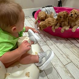 Goldendoodle Puppies from Maggie Doodles