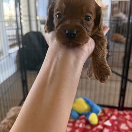 Cavapoo Puppies from Country Club Cavapoos