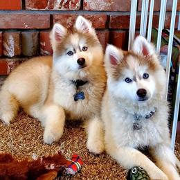 Assorted Doodle Crosses and Pomsky Puppies from Lollipop Puppies