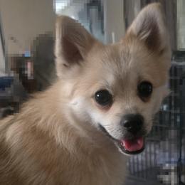 Pomeranian and Pomsky Puppies from Amazing High Desert Pomskys