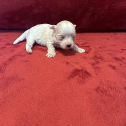 Miso - Tri-color male Coton de Tulear puppy in Avery Creek, North Carolina from AVLCOTONLOVE