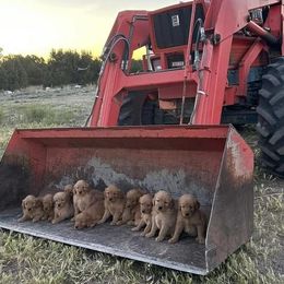 Golden Retrievers from Red Sky Ranch