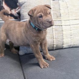 Alexis - Brown female Chinese Shar-Pei puppy in Lehigh Acres, Florida from Florida Wrinkles