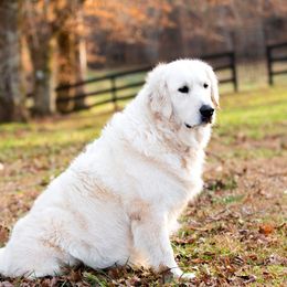 Kadence - Golden Retriever