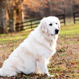 Kadence - Golden Retriever