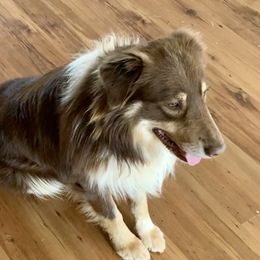 Banjo - Australian Shepherd