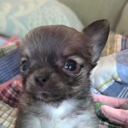 Very Tiny Long Coat - Black sabled fawn female Chihuahua puppy in Cape Coral, Florida from Inspired Chihuahuas