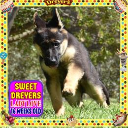 SWEET SWEET DREYERS BIG GIRL - Black and red female German Shepherd puppy in Murrieta, California from Diamond Oaks German Shepherds