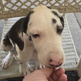 FEMALE HARLEQUIN GREEN COLLAR - Harlequin female Great Dane puppy in Hickman, Kentucky from Tidal Wave Danes