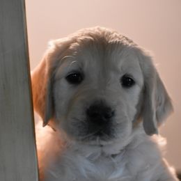 Golden Retriever Puppies from Lightning Oak Acres