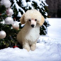 Poodle Puppies from Donna's Pups