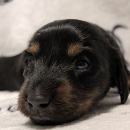 Female 1 B darker tan - Black and tan female Dachshund puppy in Columbus, Ohio from Bumpkins Dachshunds
