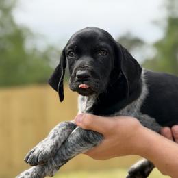 Babe pink collar - Black roan female German Shorthaired Pointer puppy in Six Mile, South Carolina from The Proper Pointer Co.