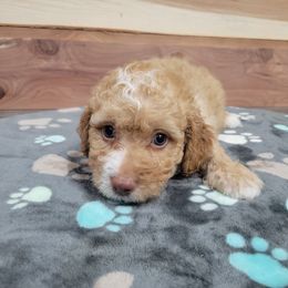 Earl - Red male Cavapoo puppy in Missouri from KDK Missouri Miniature Poodles
