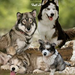 Siberian Husky puppies from Whiskey River Siberians