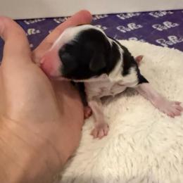 Boy 3 - Black and white male Aussiedoodle puppy in Martin County, Florida from Biggie Ranch