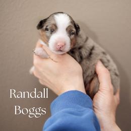 RANDALL BOGGS - Blue merle male Miniature American Shepherd puppy in Puyallup, Washington from FERGI’S GEMINI MAS
