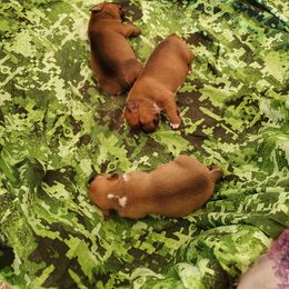 Staffordshire Bull Terrier Puppies from Melissa's Pups