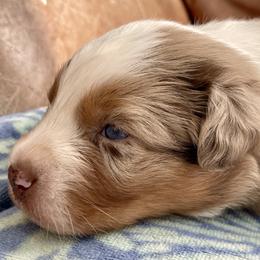 Harbo - Red merle male Australian Shepherd puppy in Martha’s Vineyard, Massachusetts from Cranberry Hill Aussies