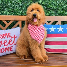 Gracie's Red Boy - Red  male Goldendoodle puppy in Kountze, Texas from Texas Doodles LLC