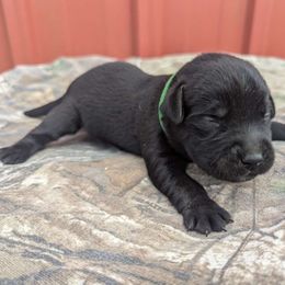 Boy 3 - Labrador Retriever puppy from Patton's Triple Pine Farm