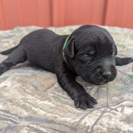 Boy 3 - Labrador Retriever puppy from Patton's Triple Pine Farm