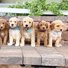 Cavapoo and Goldendoodle Puppies from Space Coast Doodle Co.